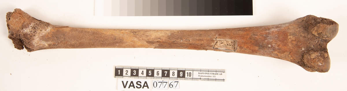 Lårben, vänster. Flagigt.
Femur, sinister.