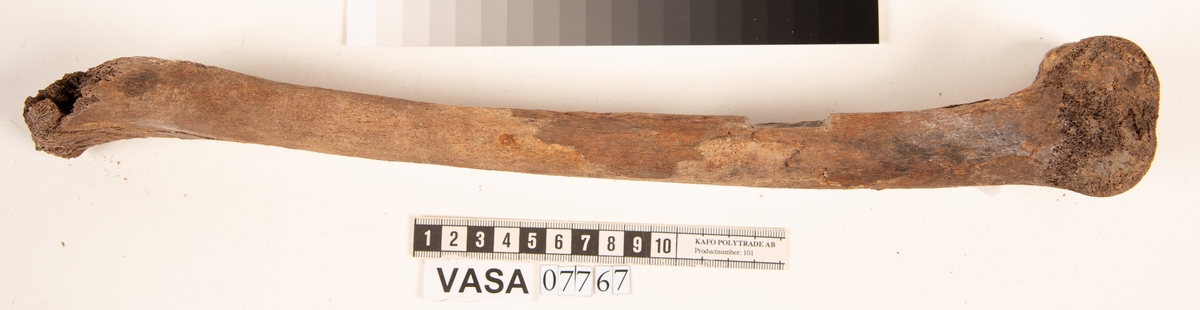Lårben, vänster. Flagigt.
Femur, sinister.