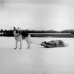 Militärhund med dragsläde vid sjukvårdsövning i fält vid F 11 Södermanlands flygflottilj, 1945. Hundens namn är Cleo.

Vintertid.

Ur fotoalbum 