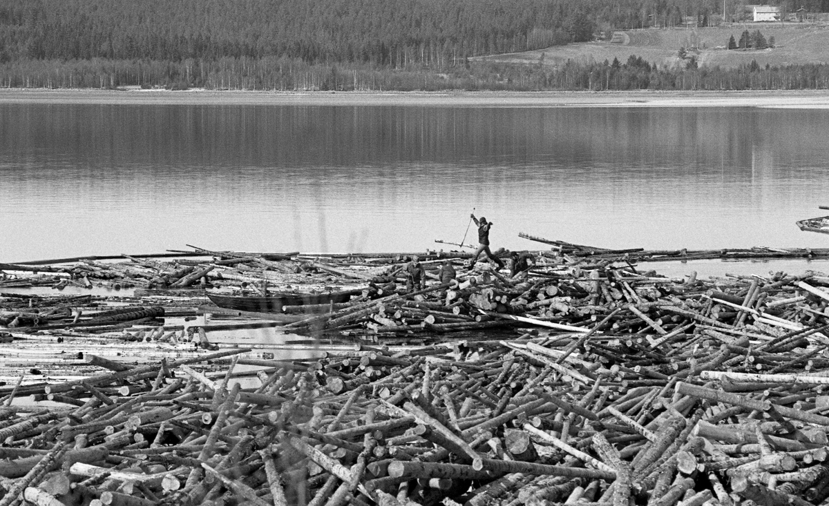 Fløterlag i arbeid ved Osmundsand i nordenden av Osensjøen. Denne lokaliteten ligger i Åmot kommune i Hedmark. Den om lag 6 mil lange elva Nordre Osa har sitt utløp ved Osmundsand. Her var det fra gammelt av ei lense som samlet opp det tømmeret som ble fløtet på elva. Etter at denne virksomheten ble avviklet ved inngangen til 1970-åra fortsatte man å bruke Osmund som velteplass for tømmer som ble kjørt hit på lastebiler. Når våren kom og vannstanden begynte å stige ble tømmeret skjøvet ut i vannet ved hjelp av en hjullaster. Ei landlense - et flytende stengsel av sammenkjedete tømmerstokker som var forankret i strandsona skulle hindre at vinden spredte tømmeret over den 47 kvadratkilometer store innsjøen. Fløtingsvirket skulle etter hvert fordeles på høvelig store ringbommer for buksering over til Valmen og elva Søndre Osas utløp fra innsjøen. Da dette fotografiet ble tatt var fløterne i aktivitet med haker i utkanten av den sammenstuvede tømmerbeholdningen, der de arbeidet for å fylle en ringbom, som etter hvert skulle bukseres over mot elva Søndre Osas utløp fra Valmen på vestsida av innsjøen.