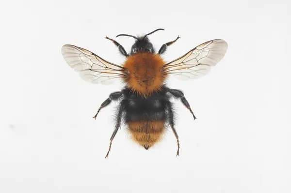 Foto av en åkerhumle på en lys grå bakgrunn