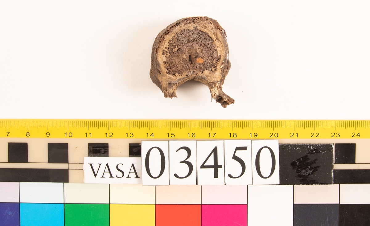 Bröstkota, skör.
Vertebra Thoracicae.