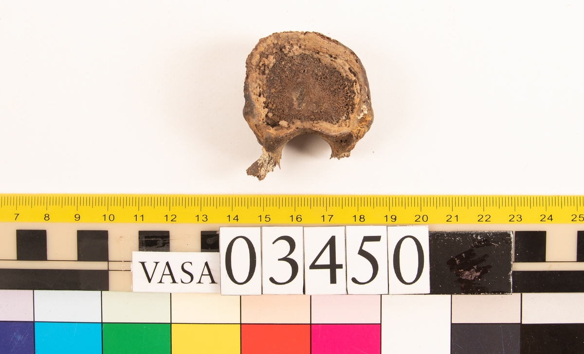 Bröstkota, skör.
Vertebra Thoracicae.