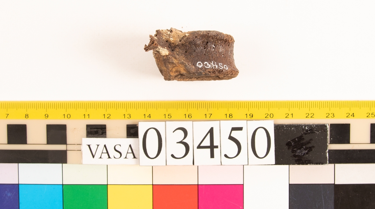 Bröstkota, skör.
Vertebra Thoracicae.