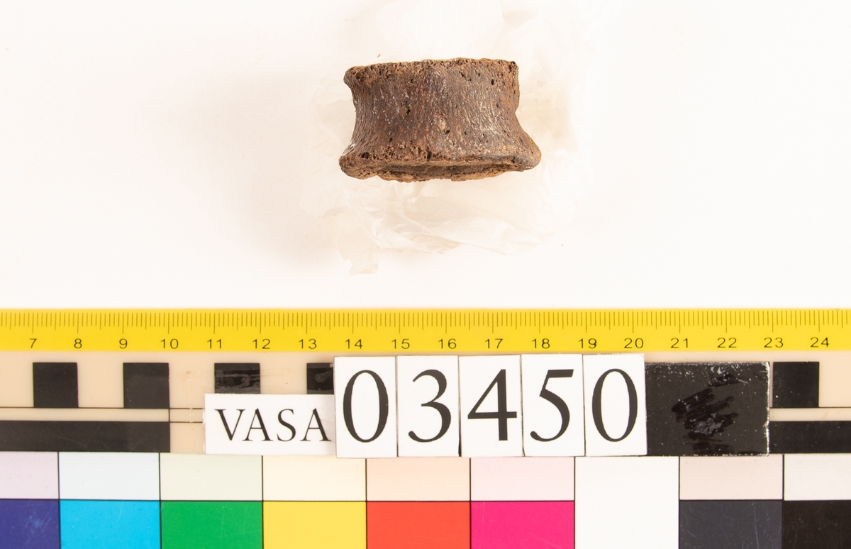 Bröstkota, skör.
Vertebra Thoracicae.
