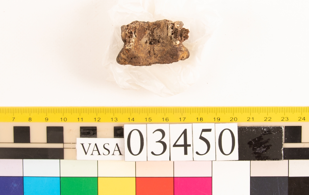 Bröstkota, skör.
Vertebra Thoracicae.
