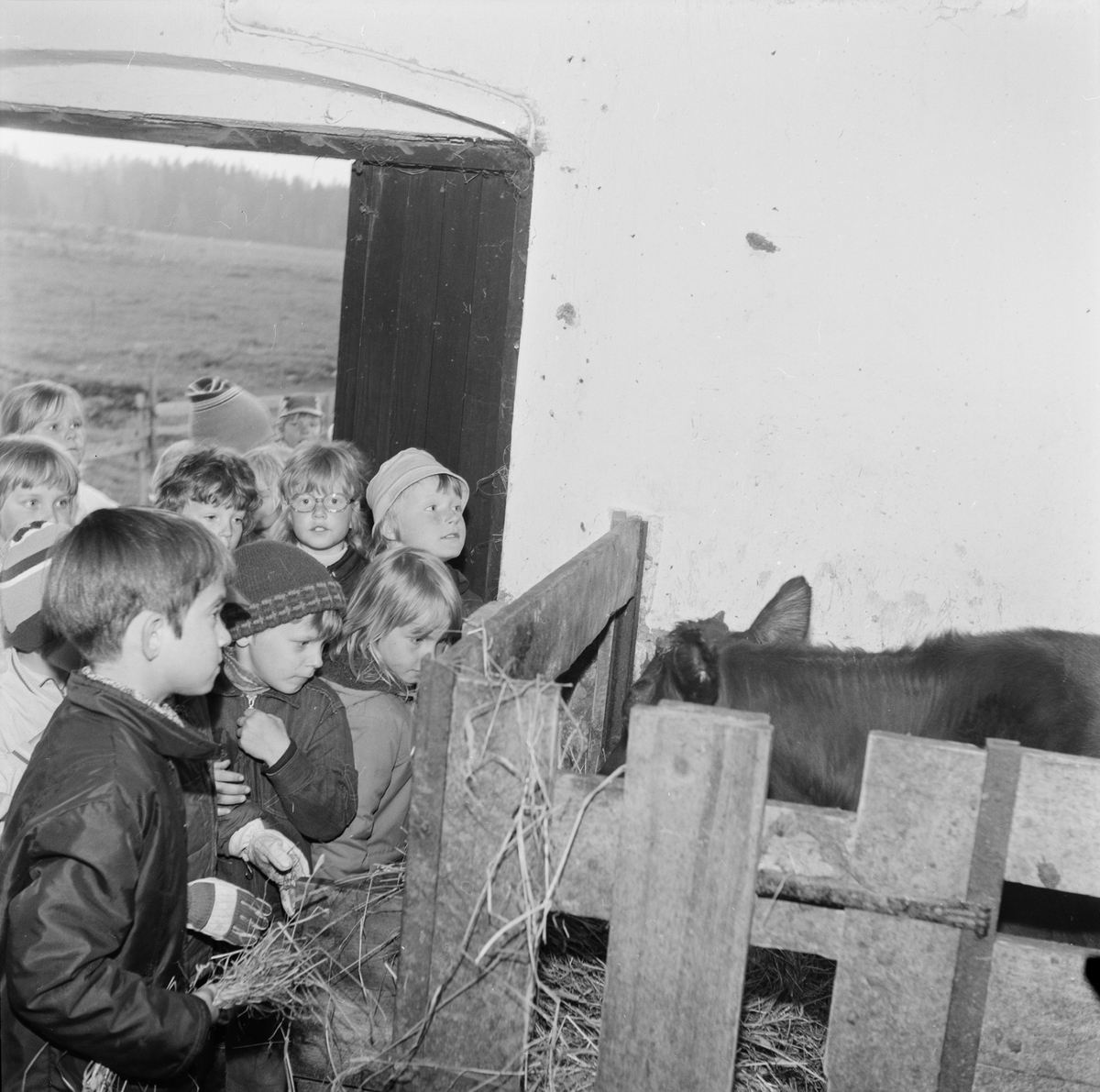 Elever i ladugård, Söderfors, Uppland, juni 1972