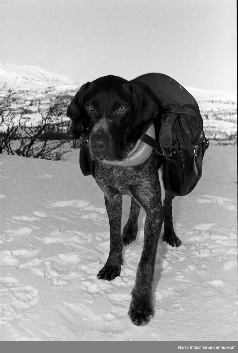 Hunden "Rugg" på 2 år, av rasen vorstehhund.