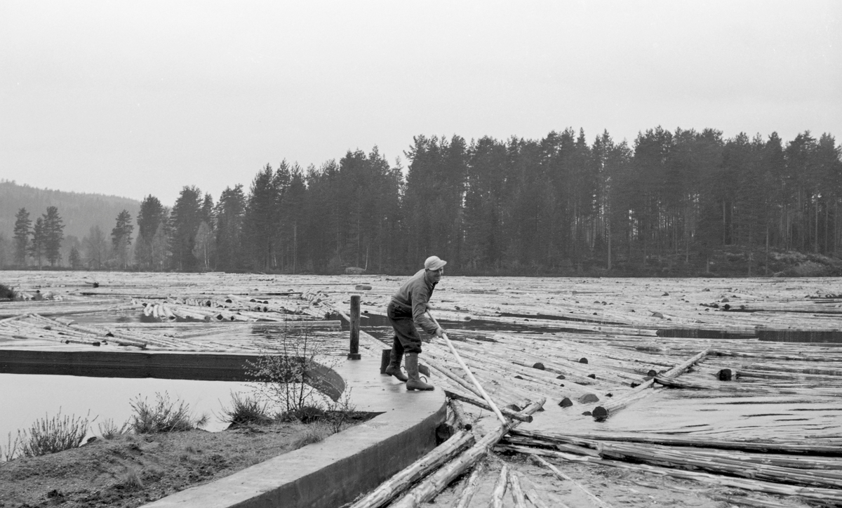 Fra Gjeddevassdammen i Trautåa [Trøftåa] i Nord-Odal våren 1954. Sentralt i forgrunnen ser vi en arbeidskledd tømmerfløter på en buet, støpt mur, der han ved hjelp av en fløterhake forsøkte å skyve og trekke tømmerstokkene som fløt på vannspeilet i retning av damløpet. Trøftåas øverste kilde er den lille Gransjøen, et tjern noen få kilometer sørøst for det lille tettstedet Espa ved Mjøsa, i Stange kommune. Herfra heller terrenget imidlertid sørøstover. I første omgang renner vannet fra Gransjøen under navnet Gransjøbekken, mot den noe større Bergsjøen, i Stange allmenning. Herfra renner vannet videre, nå under navnet Bergsjøåa, via Hersjøen og videre til den forenes med Lalumselva og får navnet Knukåa. Den renner sørover via den lille Rundsjøen mot Gjeddevatnet, der dette fotografiet er tatt. Herfra renner vannet videre sørover under navnet Trautåa, etter hvert gradvis mer sørøstover inntil det når nordenden av innsjøen Råsån i Nord-Odal.