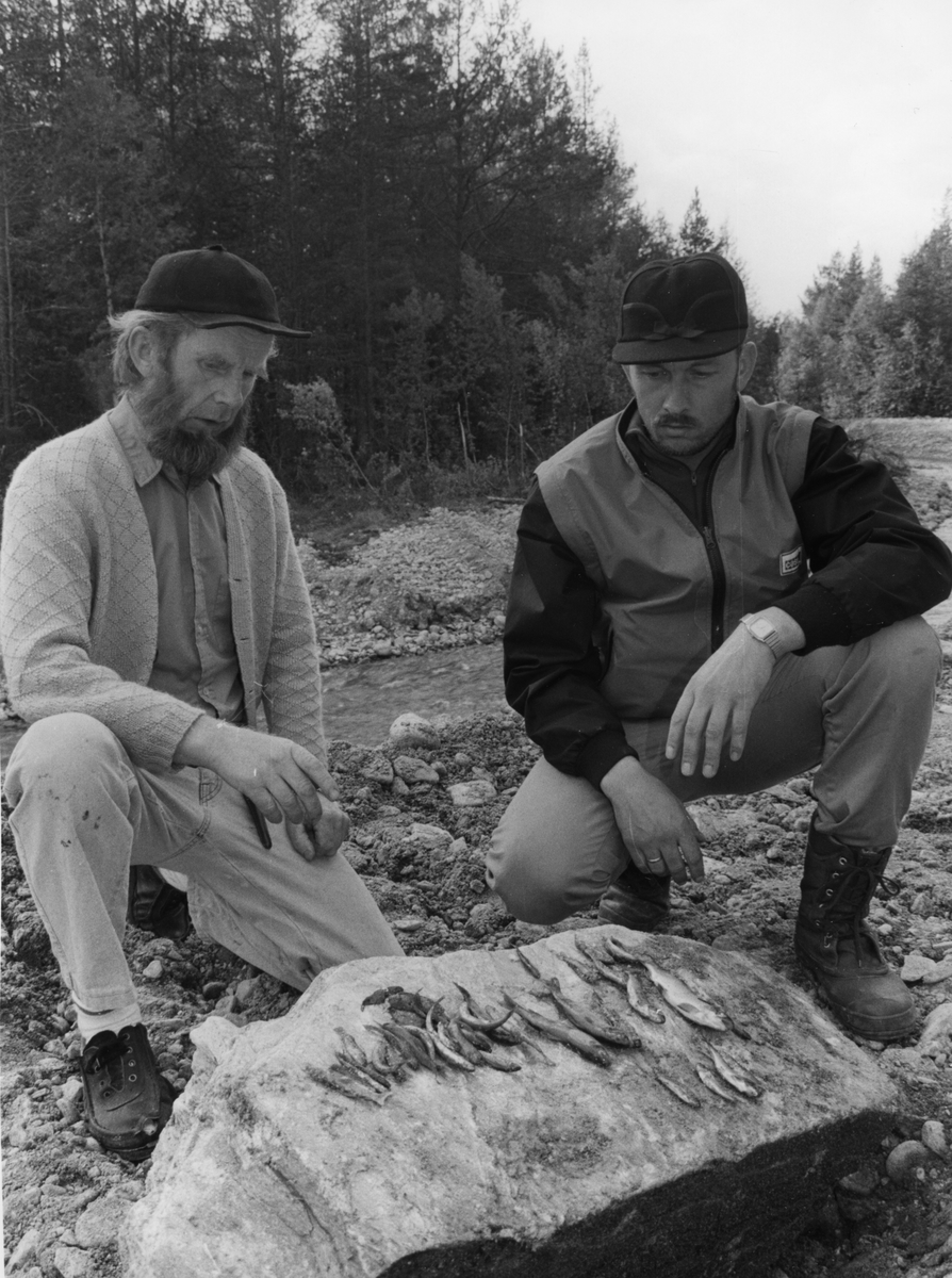 Fiksedød Auma. Arne Dagfinn Øynes og KJell S. Øverland