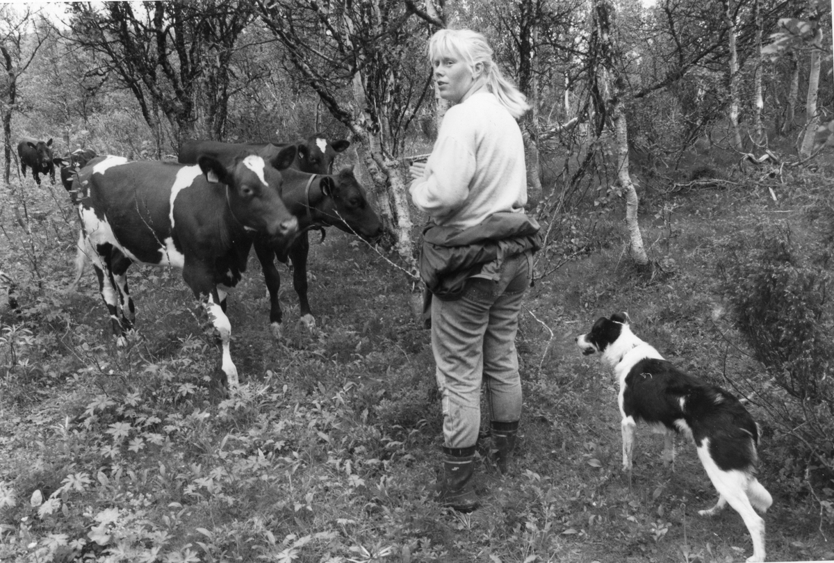 Saugjeting. Gjeter møter kyr i skogen. Anne Berit Nordvang