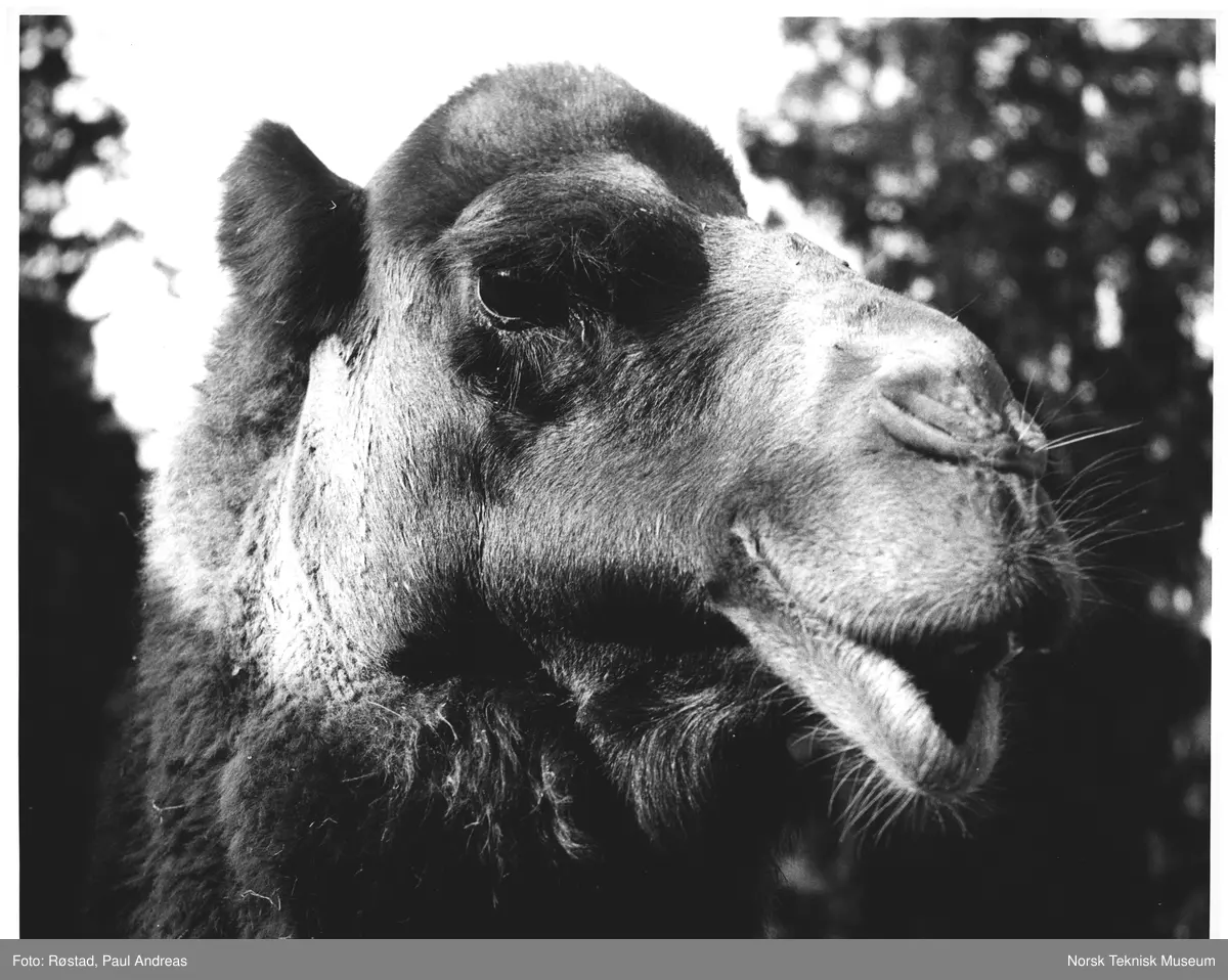 Fleip eller alvor i Dyreparken, Mosseveien