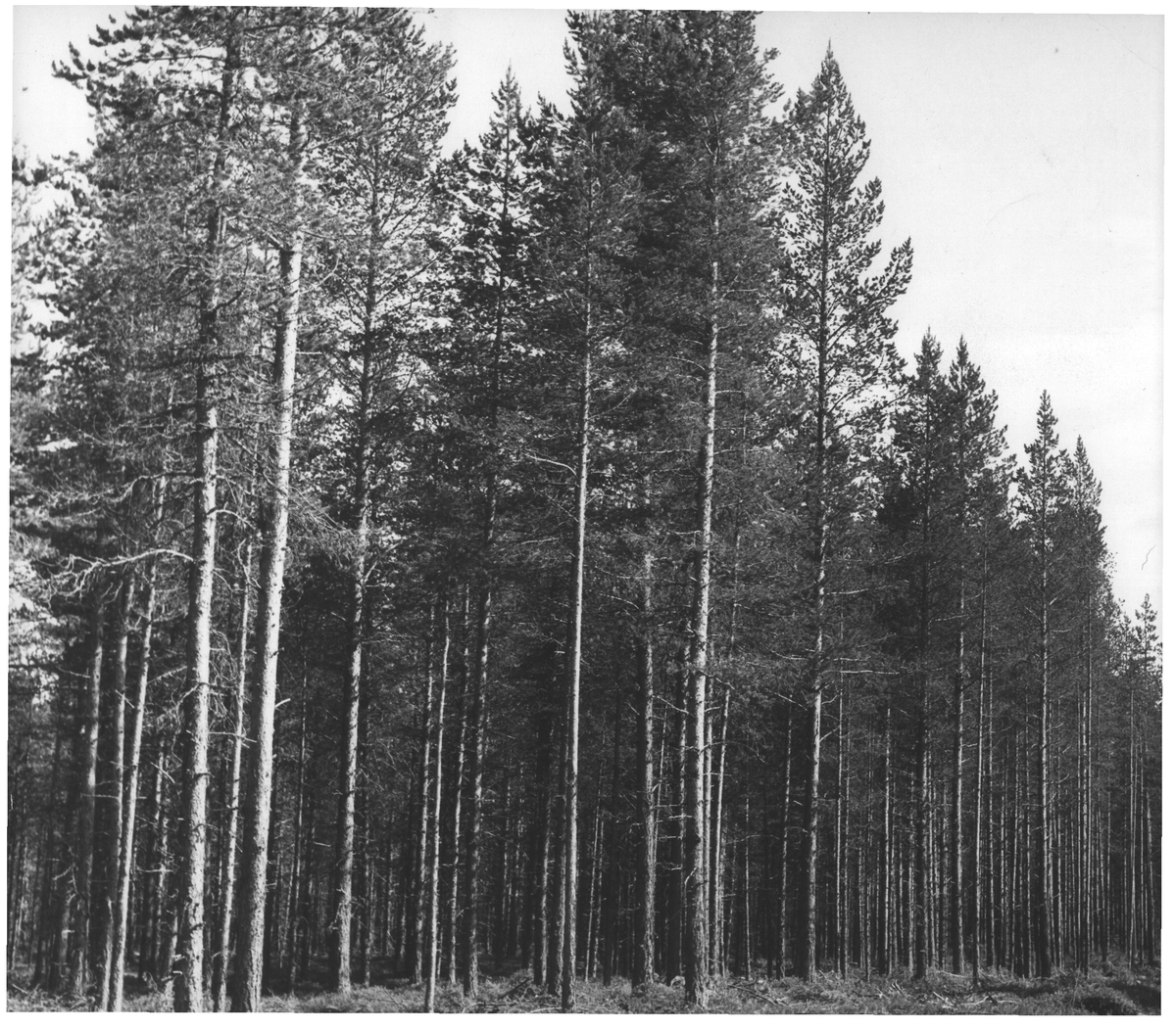 Østerdals furu