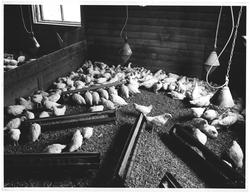 Hønseriet Jønsberg. Bruke hele bildet! Bredde 37 cic. 25 cic