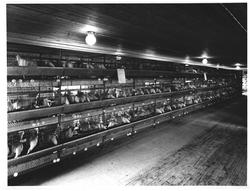 Hønseriet Jønsberg