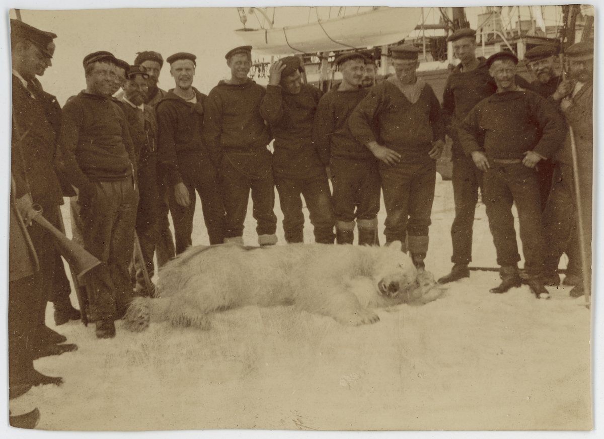 Första svenska Antarktisexpeditionen. Besättningen på expeditionsfartyget ANTARCTIC med en skjuten isbjörn. Påskrift på originalets baksida: "Le premier et seul ourse"
