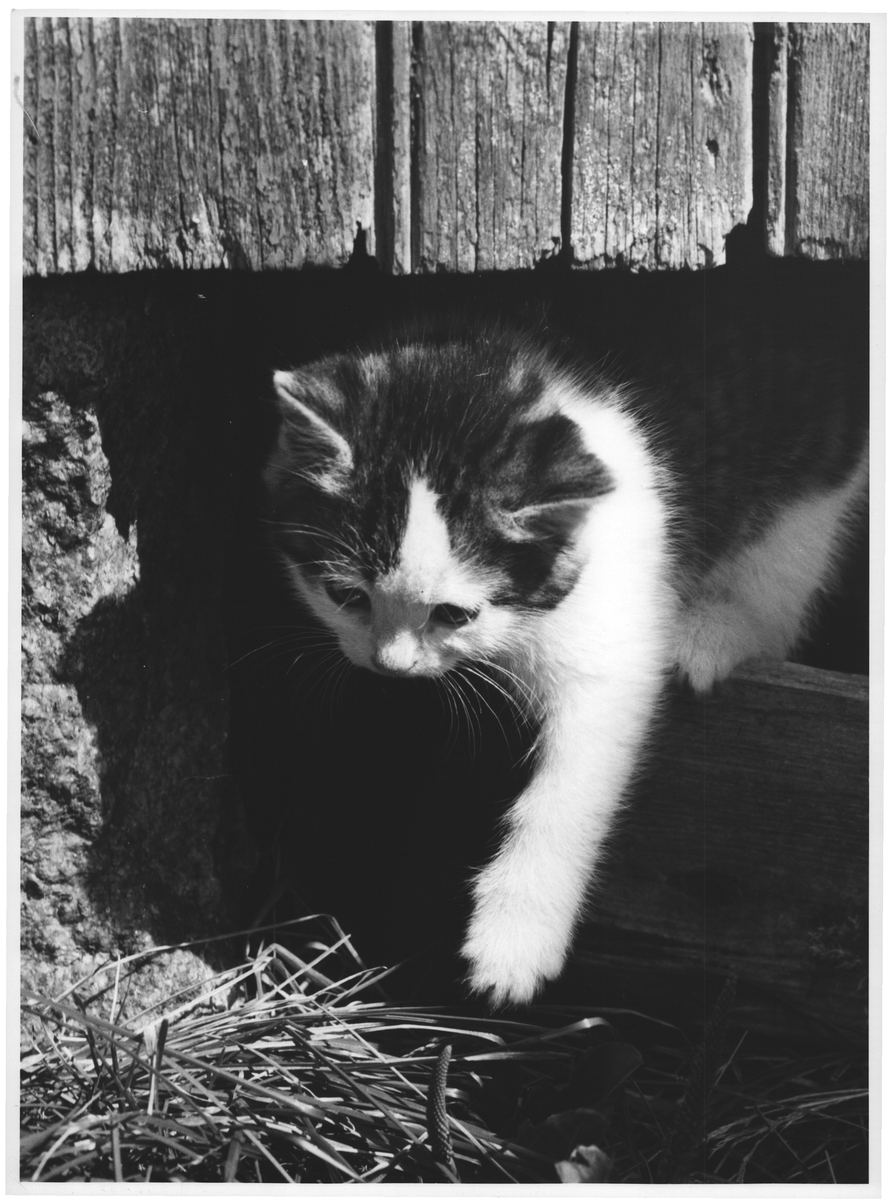 Tro om kjære, lille søte har møtt fram til stevnemøtet?