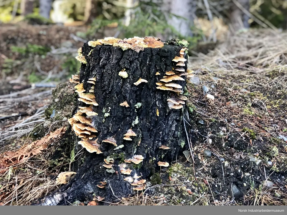 Margit bruker tiden under covid 19 nedstengningen til å bevege seg i sine nærområder. Hun dokumenterer ved å ta bilder av det hun ser. 

Detaljbilde av stubbe etter trefelling.