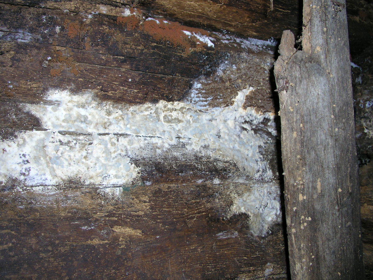 Sauhuset Røynevarden sopp