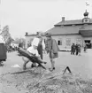 Helstekt gris grillas på gårdsplanen framför Skogaholms herrgård, Skansen.