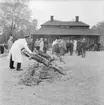 Helstekt gris grillas på gårdsplanen framför Skogaholms herrgård, Skansen.