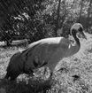 Allmänna publikbilder, Skansen augusti 1968.