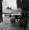 Vinterbilder på gårdar, ute och inne. Får vid Lambgiftet, Skansen.