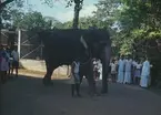 En elefant på Colombos djurpark.