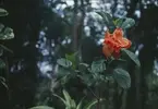 Älvsnabbens besättningsmän besöker den botaniska trädgården i Colombo.