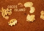 Bildserie från Cocos Island under Älvsnabbens långresa år 1966-67.