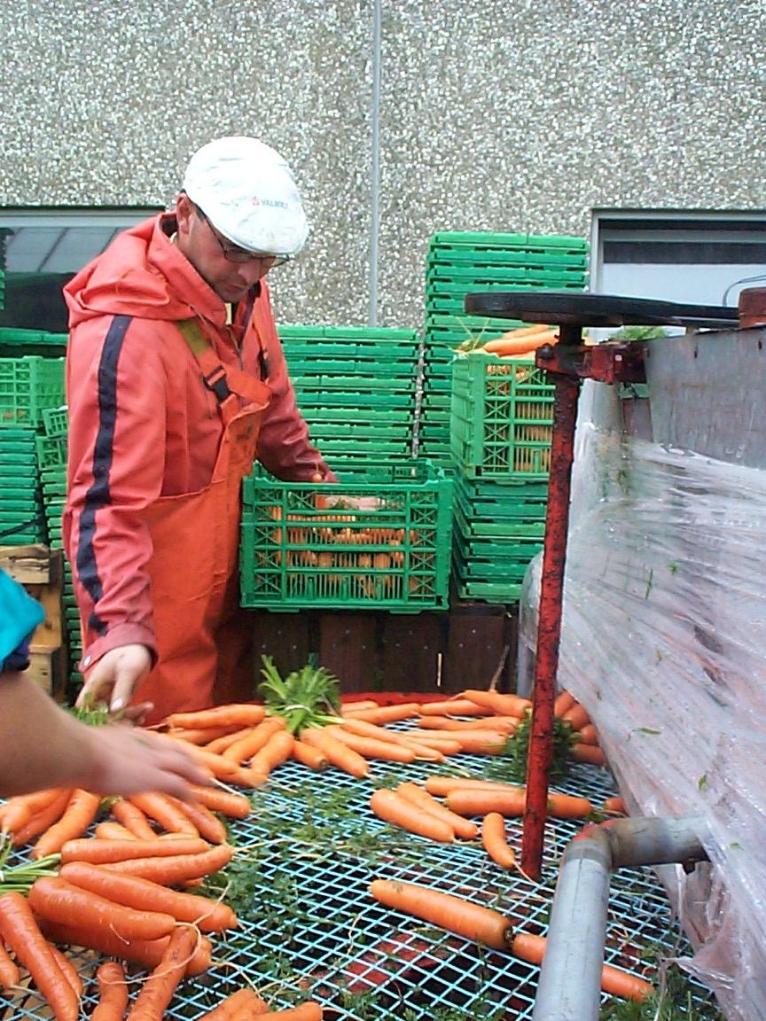 Feltarbeid 15. august 2000: Ta opp gulrot for bunting på Vik i Klepp, Jæren. Vasking av gulrot i buntar. To kopplam. Blomkålåker.