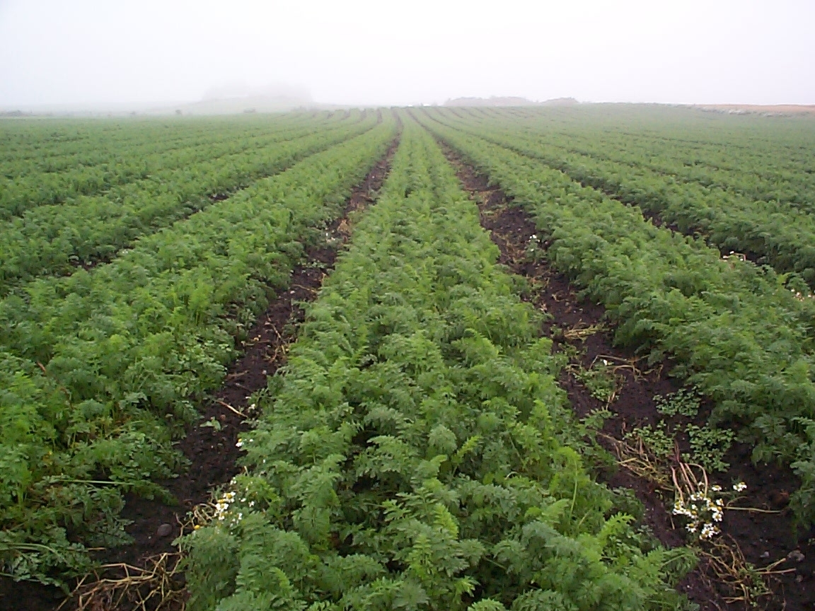 Feltarbeid 15. august 2000: Ta opp gulrot for bunting på Vik i Klepp, Jæren. Vasking av gulrot i buntar. To kopplam. Blomkålåker.
