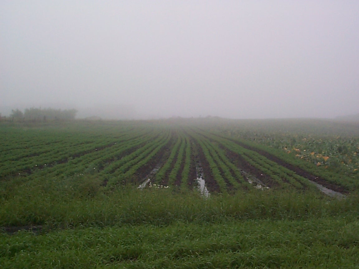 Feltarbeid 15. august 2000: Ta opp gulrot for bunting på Vik i Klepp, Jæren. Vasking av gulrot i buntar. To kopplam. Blomkålåker.