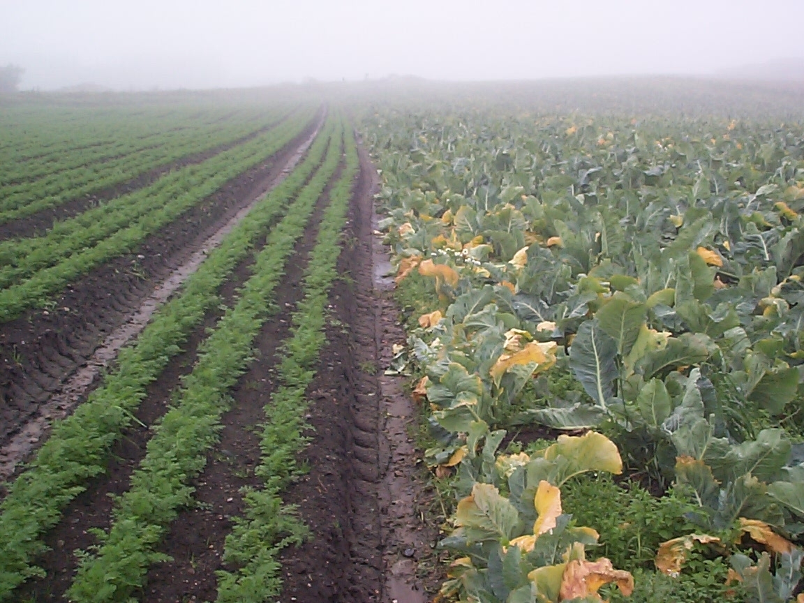 Feltarbeid 15. august 2000: Ta opp gulrot for bunting på Vik i Klepp, Jæren. Vasking av gulrot i buntar. To kopplam. Blomkålåker.
