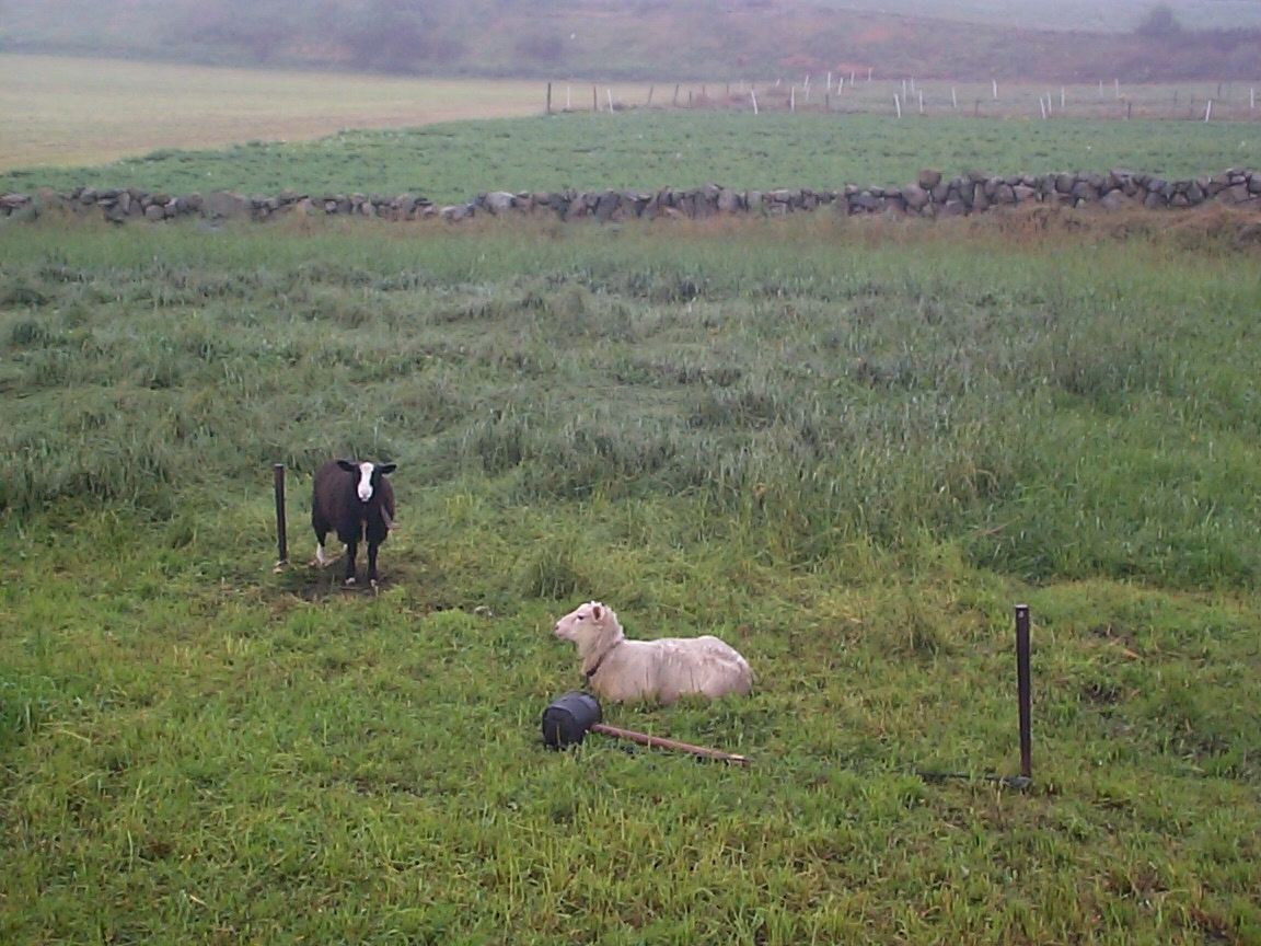 Feltarbeid 15. august 2000: Ta opp gulrot for bunting på Vik i Klepp, Jæren. Vasking av gulrot i buntar. To kopplam. Blomkålåker.