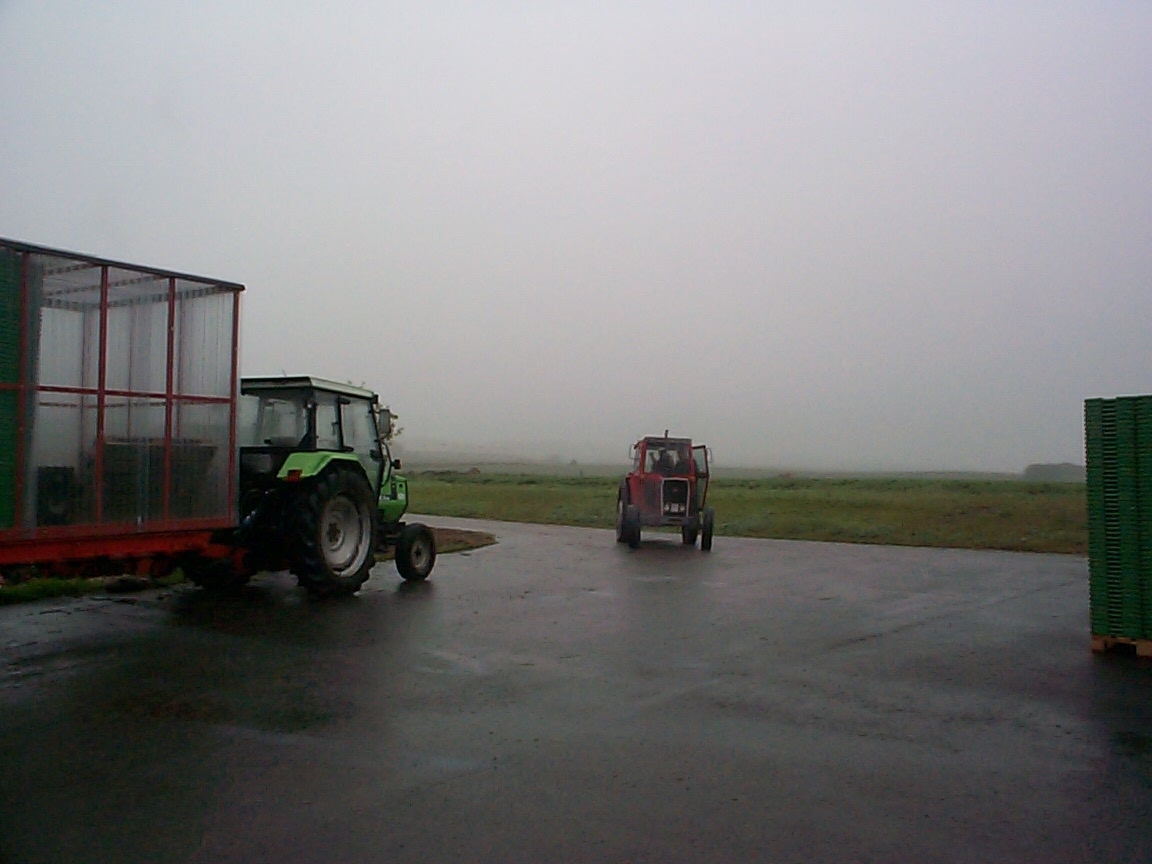 Feltarbeid 15. august 2000: Ta opp gulrot for bunting på Vik i Klepp, Jæren. Vasking av gulrot i buntar. To kopplam. Blomkålåker.