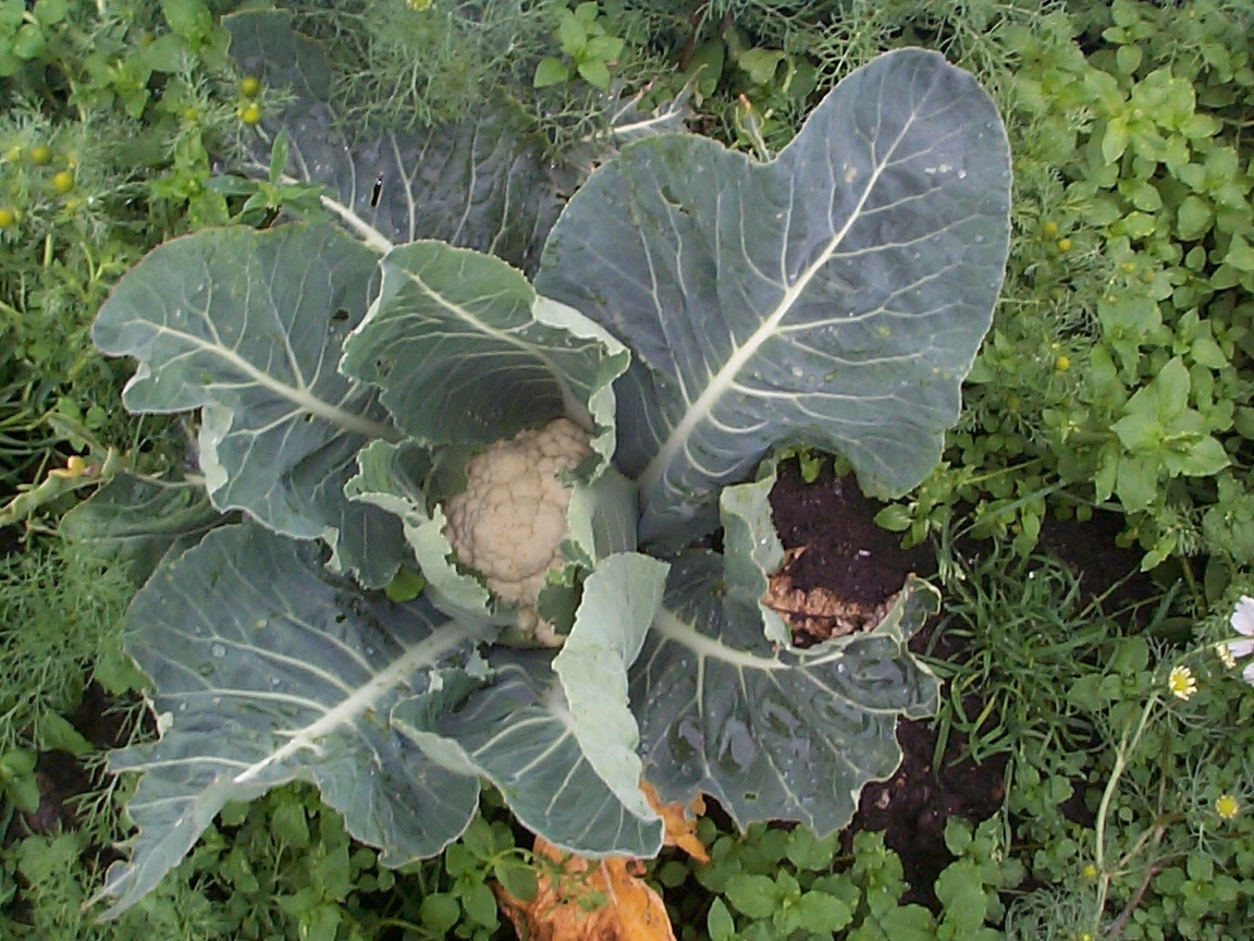 Feltarbeid 15. august 2000: Ta opp gulrot for bunting på Vik i Klepp, Jæren. Vasking av gulrot i buntar. To kopplam. Blomkålåker.