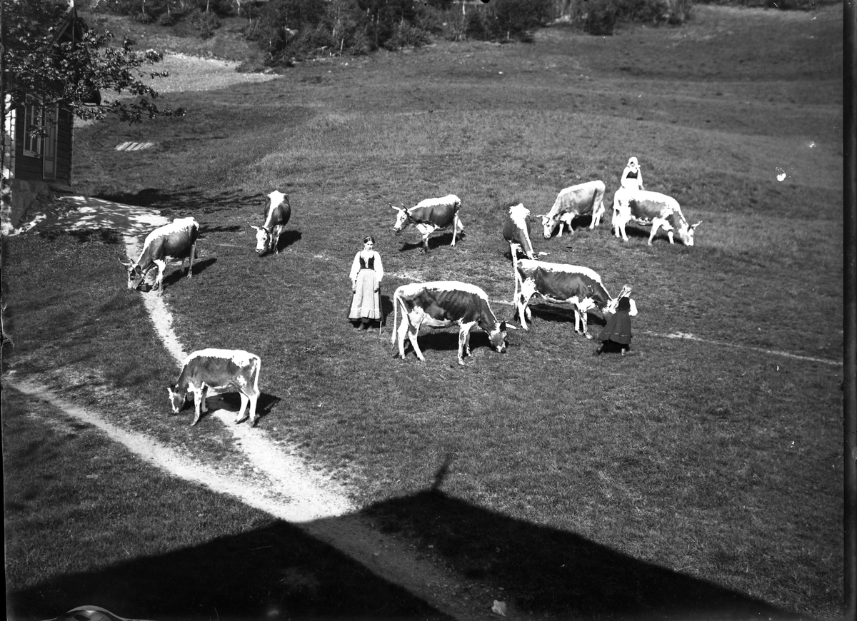 Fotosamling etter Bendik Ketilson Taraldlien (1863-1951) Fyresdal. Gårdbruker, fotograf og skogbruksmann. Fotosamlingen etter fotograf Taraldlien dokumenterer områdene Fyresdal og omegn. 
Motiv med buskap ute på Taraldlien.