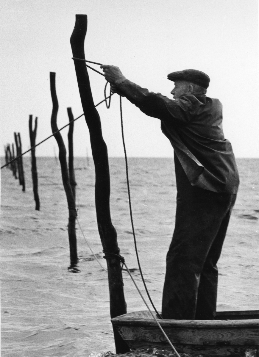 "Artur Isaksson hjälper sina bröder att sätta ner pålarna." På bilden ses han lägga ett rep om en av pålarna. Walter och Ingemar heter bröderna (se även bild VMA11264_9/10)