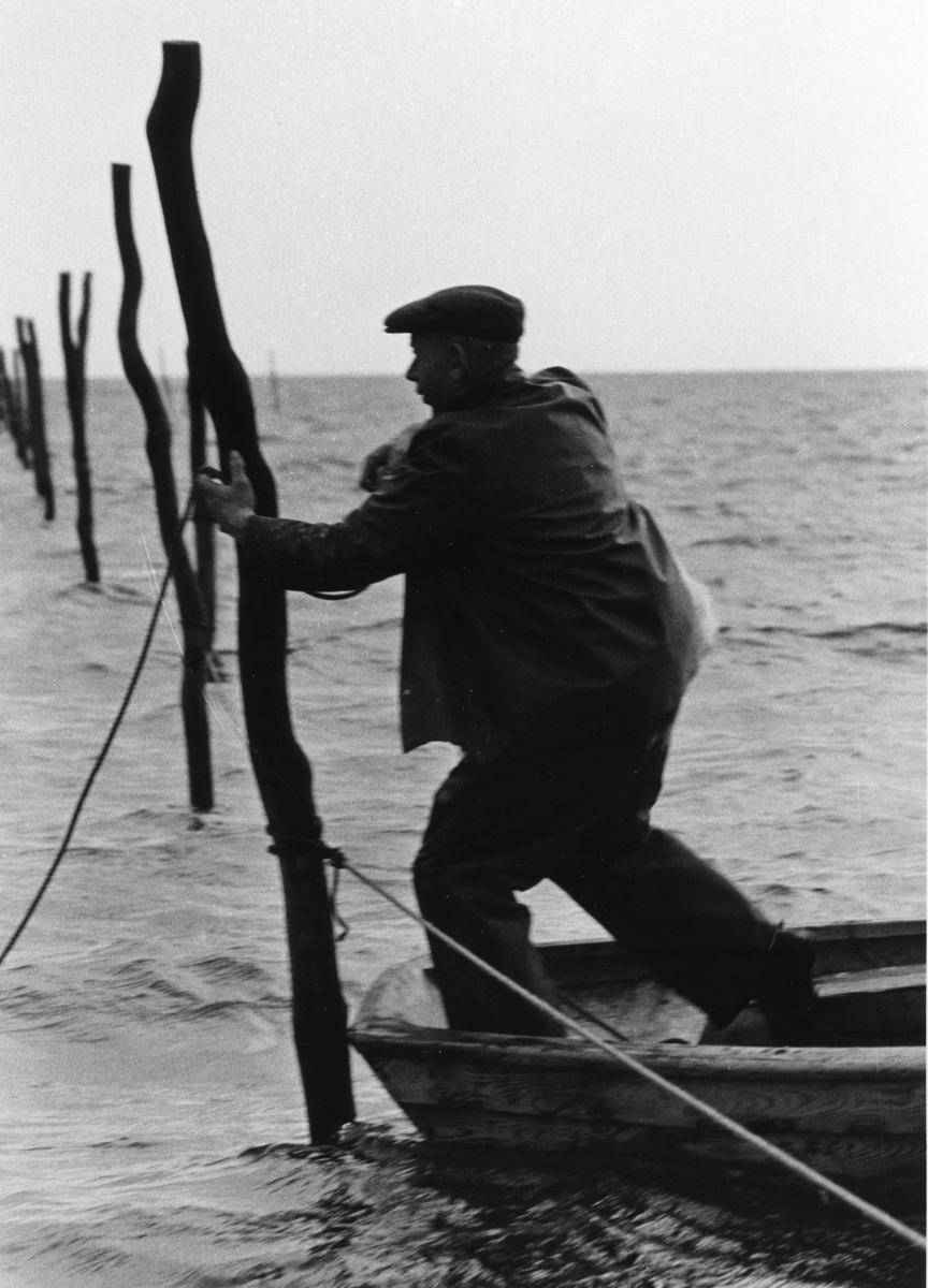 "Artur Isaksson hjälper sina bröder att sätta ner pålarna." På bilden ses han lägga ett rep om en av pålarna. Walter och Ingemar heter bröderna (se även bild VMA11264_9/10)