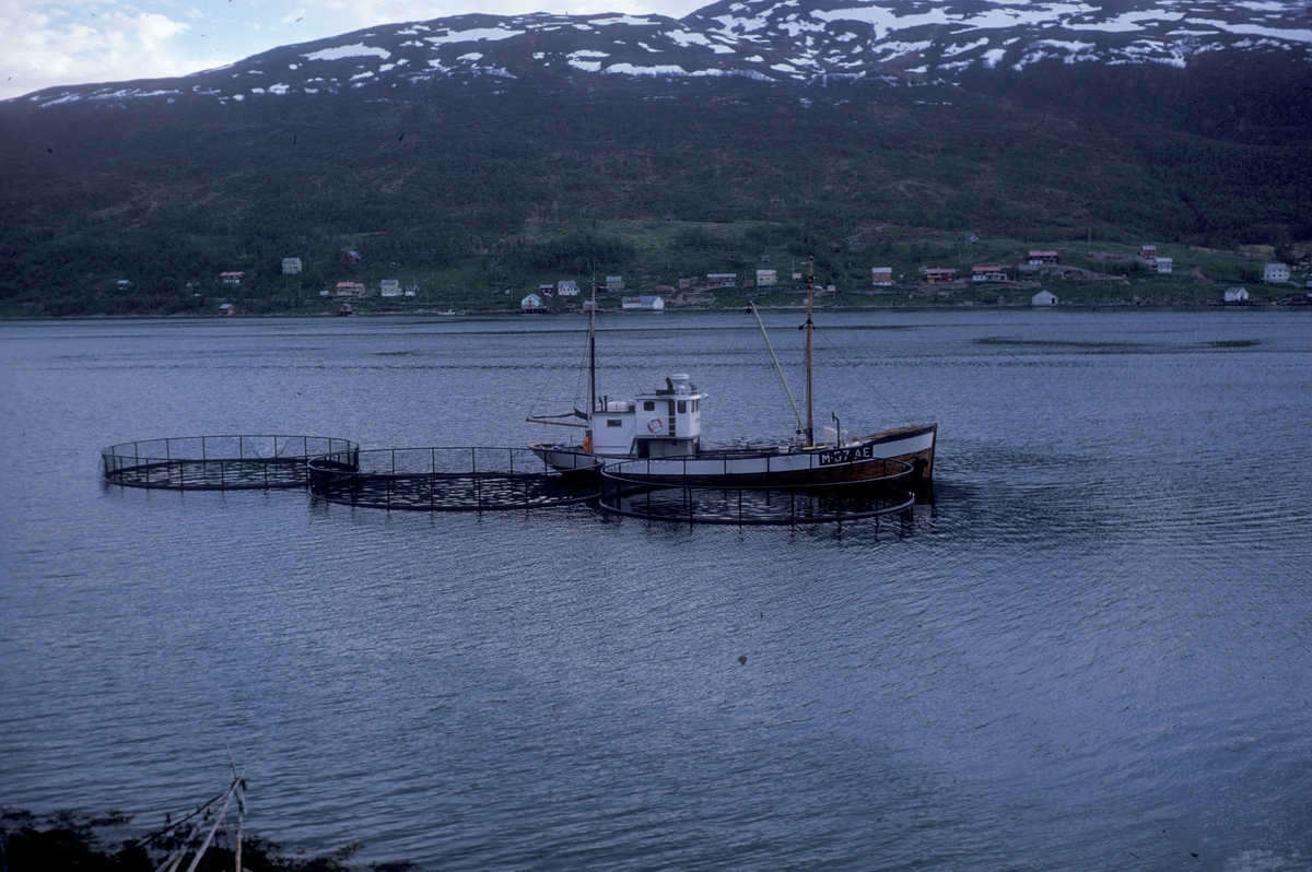 L. Hansen, 1977 : Brønnbåten "Gulafjord" ligger ved merder ved anlegget til Leonhard Hansen i Kaldfjord på Kvaløya ved Tromsø.