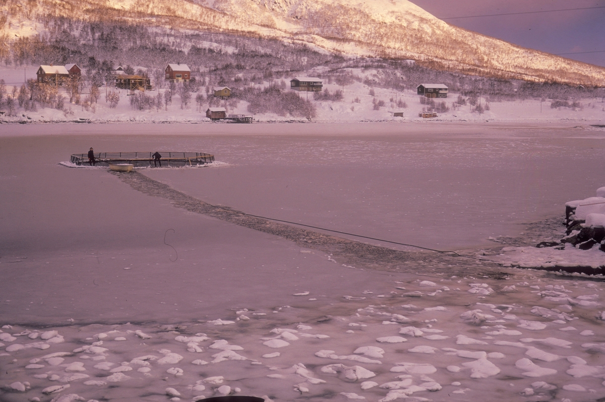 L. Hansen, Tromsø : Bildet er fra anlegget til Leonhard Hansen i Kaldfjord på Kvaløya ved Tromsø.