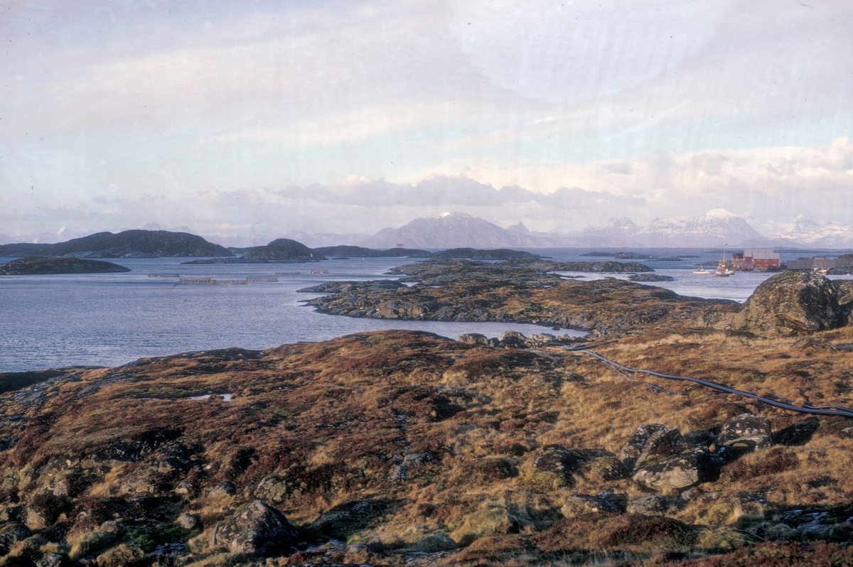 Lovund seminar, 1972 : Merdene på sjøen tillhørte anlegget til Steinar Olaisen og Hans Petter Meland, to av oppdrettspionerene på Helgeland.