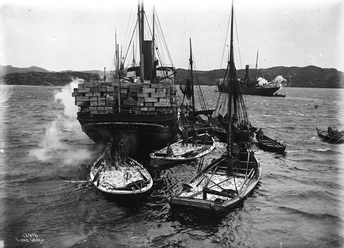 Fiskere og fisk skal lastet ombord i stor fiskebåt, "Carolotta".