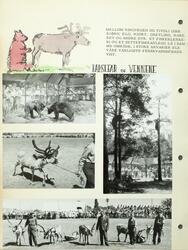 Dokumentasjon av landbrukets jubileumsutstilling i 1959