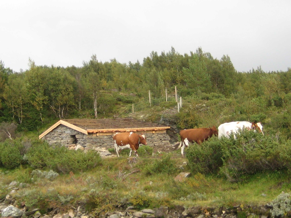 Steinfjøs, ku