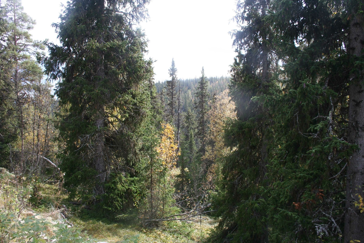 Hanestadnedalen, vanskelig terreng