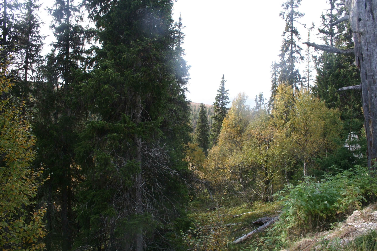 Hanestadnedalen, vanskelig terreng