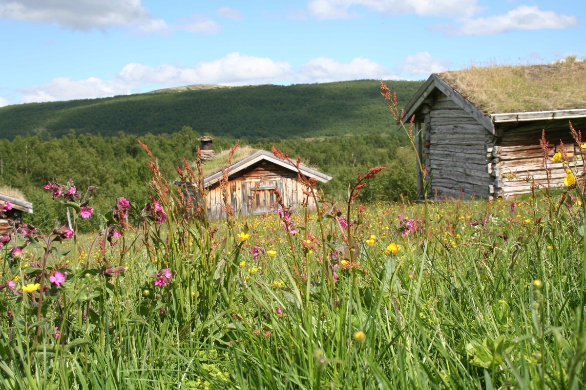 Blomstereng, Dalvangen