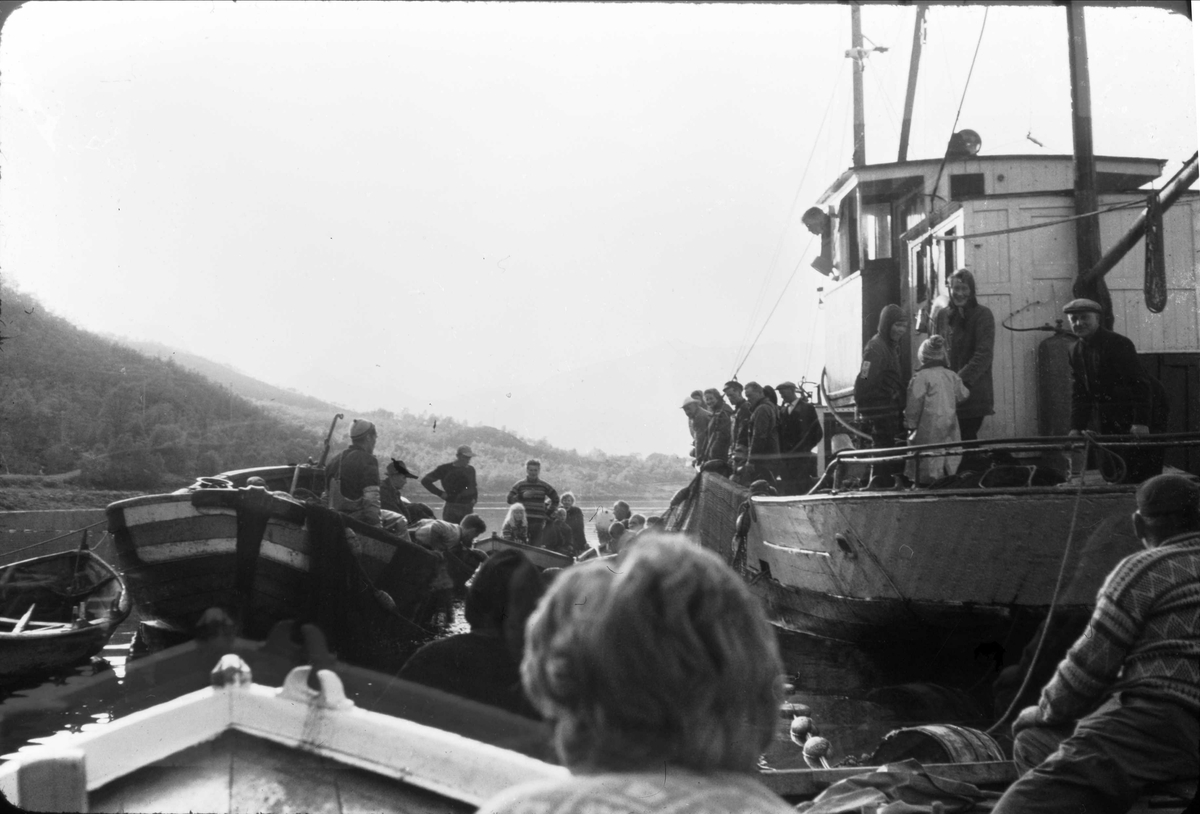 Folk og båter samlet rundt et sildesteng på Austerfjorden i 1965.